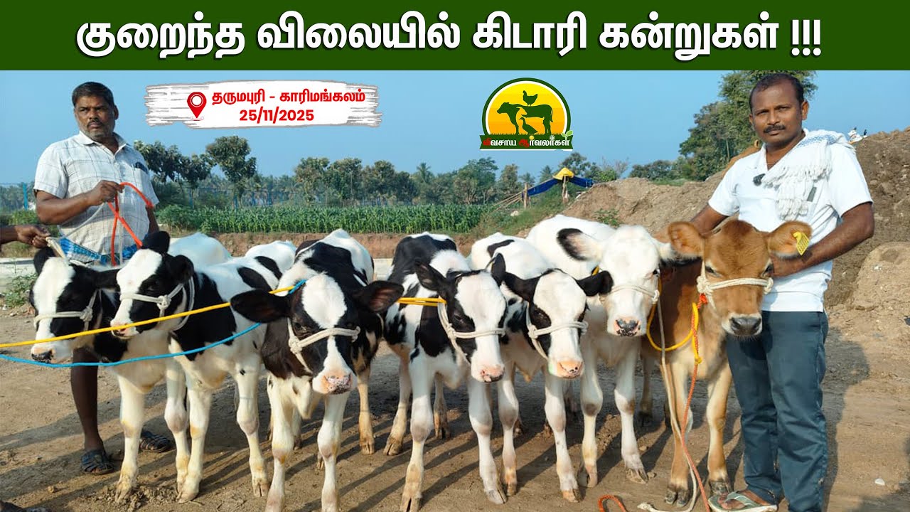 கன்றுக்குட்டிக்கே பெயர் போன சந்தை இந்த சந்தைதான்|குறைந்த விலையில் கிடைக்கும் | vivasaya arvalargal