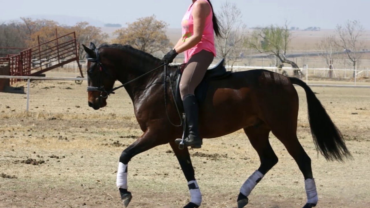 SA Boerperd Nasionale Veiling 2019