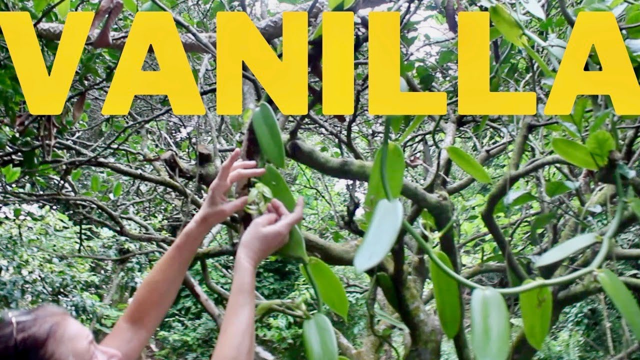 VANILLA Plant Growing Care | Eat And Be Eaten HAWAII