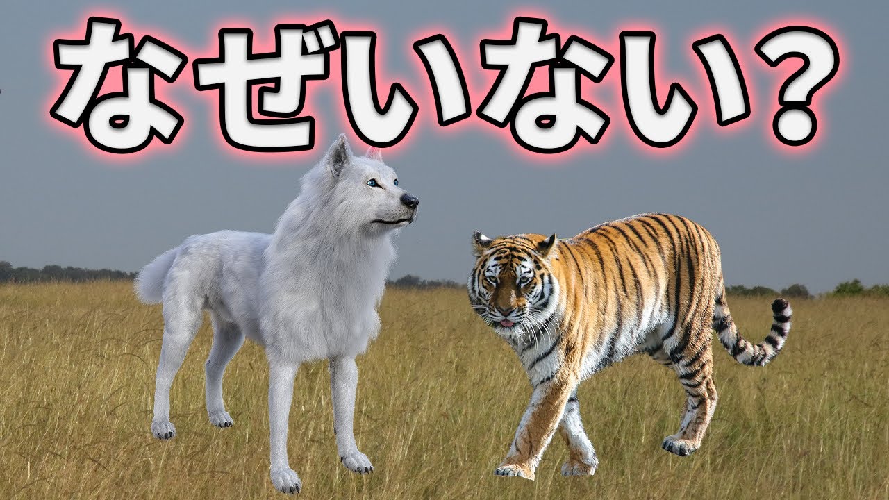トラのように大きなイヌ科動物がいない理由がこちら【解説】