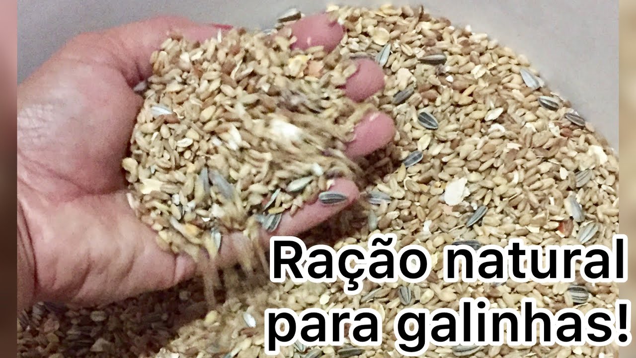 Como fazer Ração Caseira e Natural para galinhas!