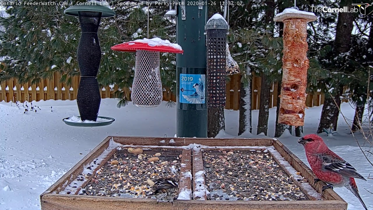 Surprise! White-winged Crossbill Makes Visit to  the Ontario FeederWatch Cam | Cornell Lab