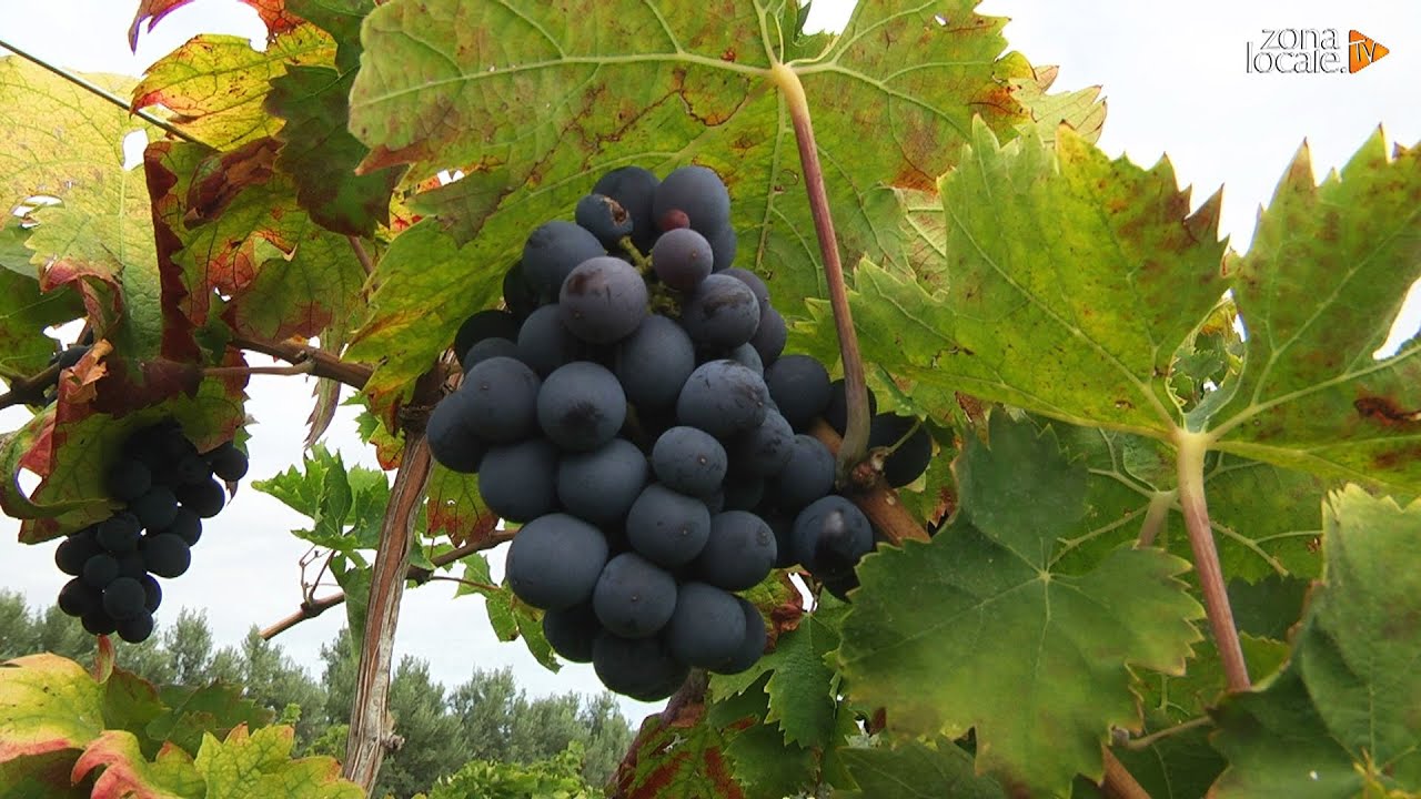 Dal vitigno alla cantina: la vendemmia all'istituto Agrario di Scerni