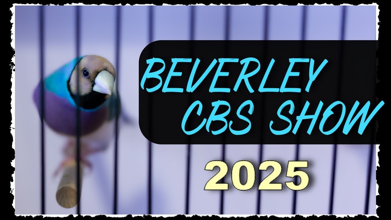 Сериал «Беверли» на канале CBS, 2025 год.