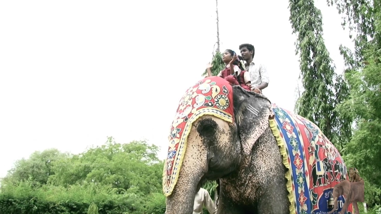 Yaanai Varuthu Yaanai Varuthu | Tamil Children Song | Creative Head: Amalan Jerome