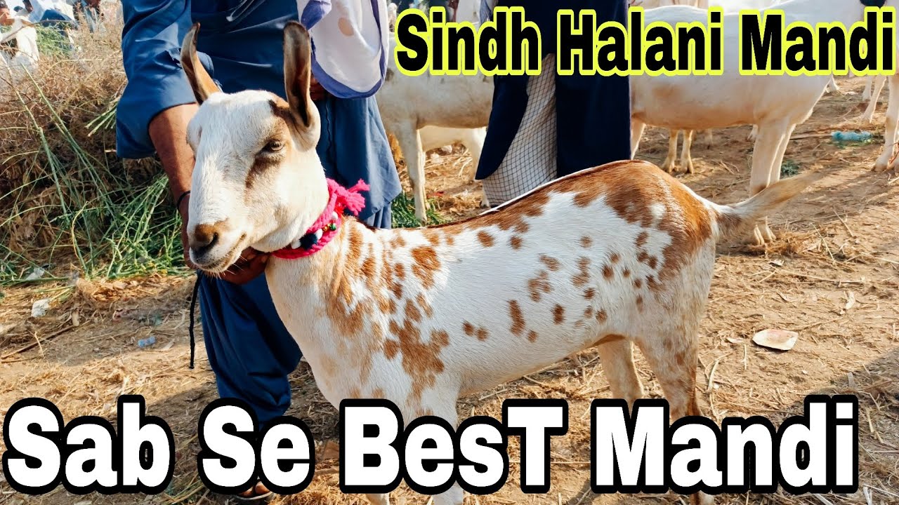 Sindh Halani Mandi#baffalo #cowfarm #farming #farmanimalct #dairyfarm #cow #bullfarm#farming#cow