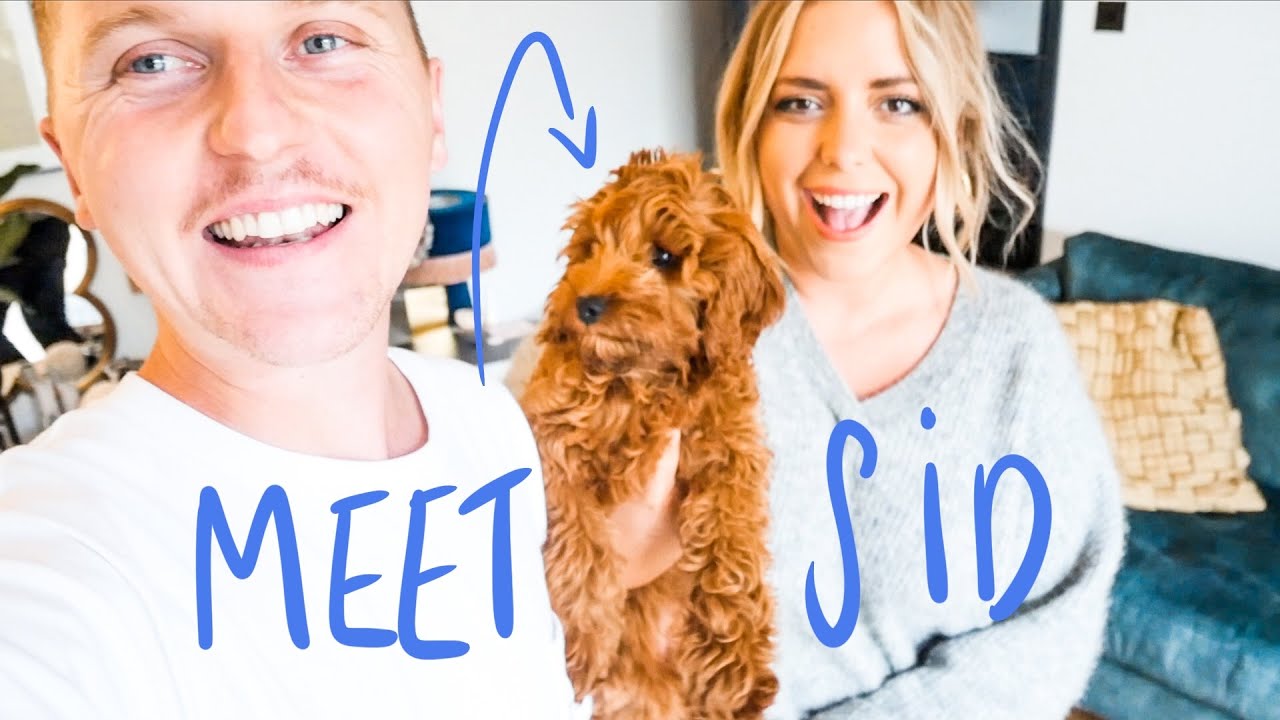MEET SID OUR COCKAPOO!