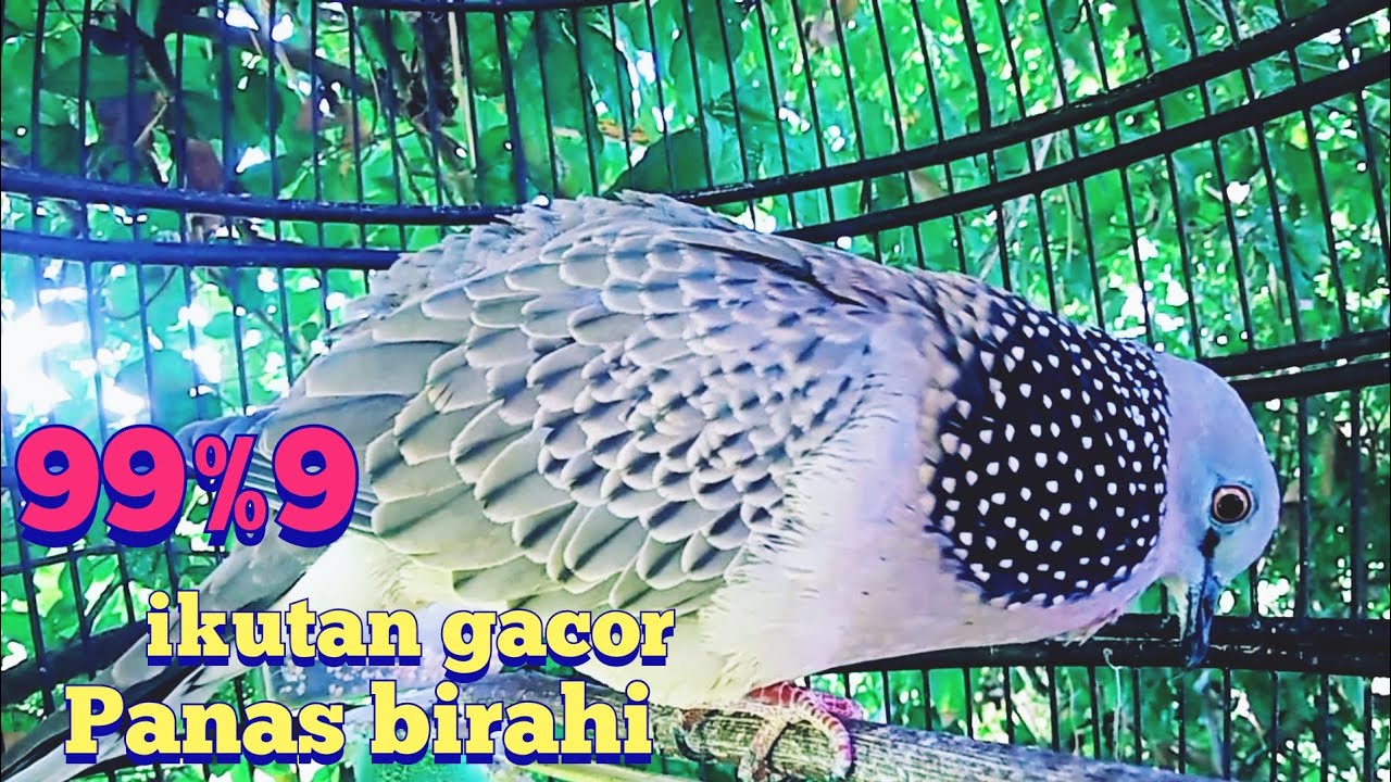 derkuku jawa super gacor suara merdu tajam,cocok buat pancingan derkuku yg lagi malas bunyi