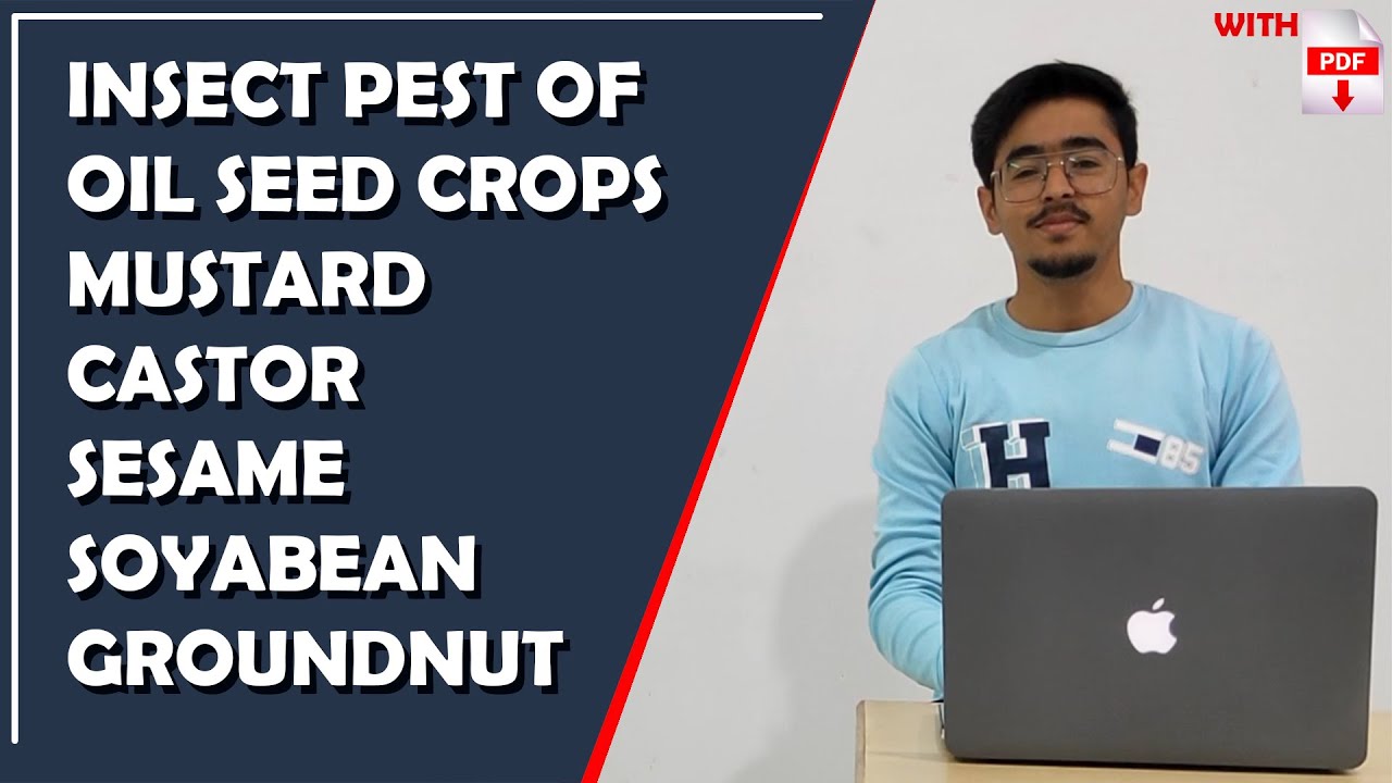 Insect pests of Oilseed crops ENTO 311