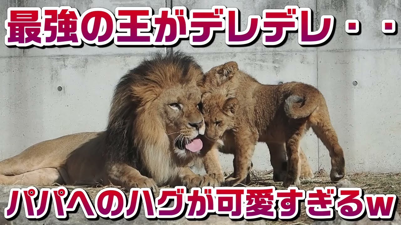 最強の王がデレデレ・🤤【パパへのハグが可愛すぎるｗ】 #のんほいパーク #三つ子 #ライオン #アース #旭山動物園 #桐生が岡動物園 #安佐動物園 #lion  #家族  #ほっこり #デレデレ 