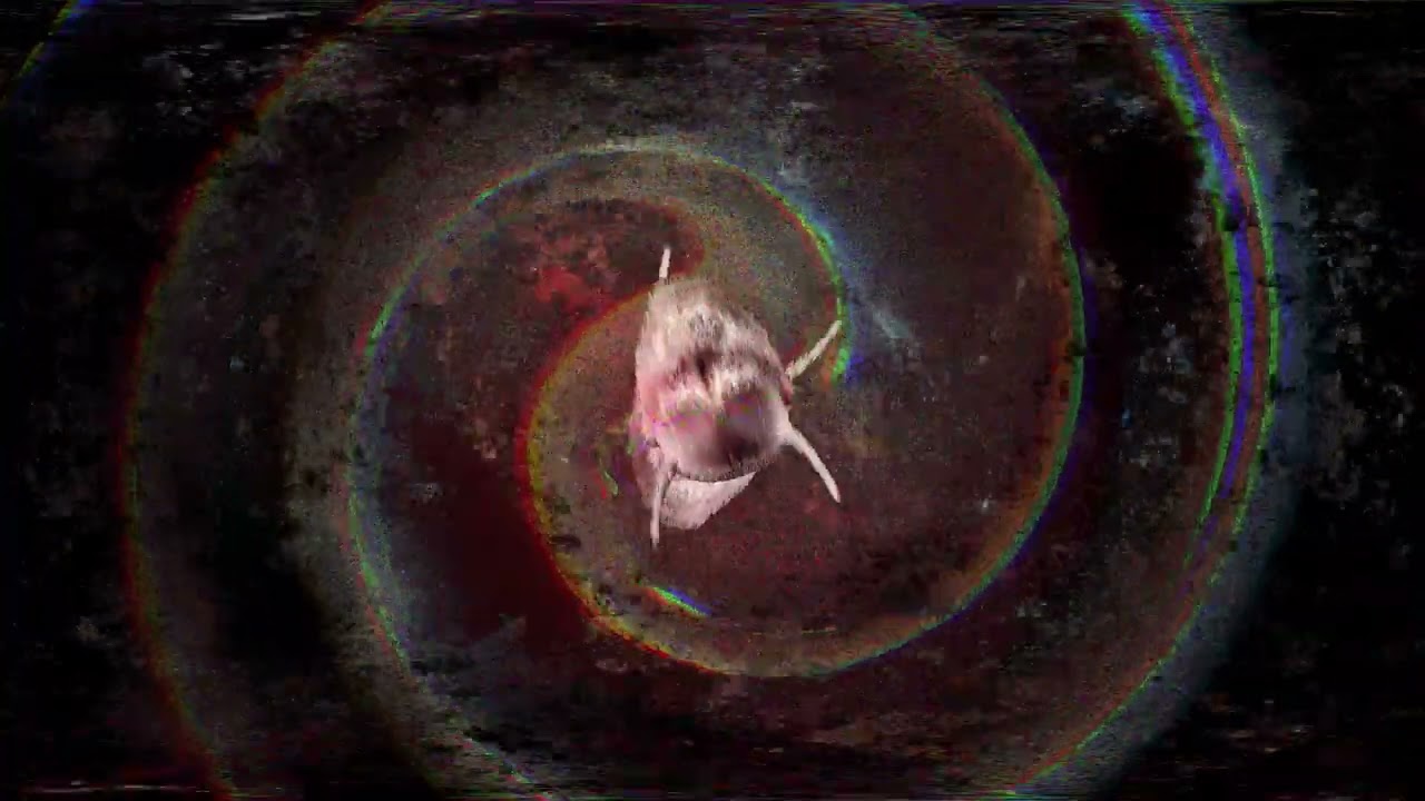 BILLS BLUE - Montano Berkeley (Official Video)