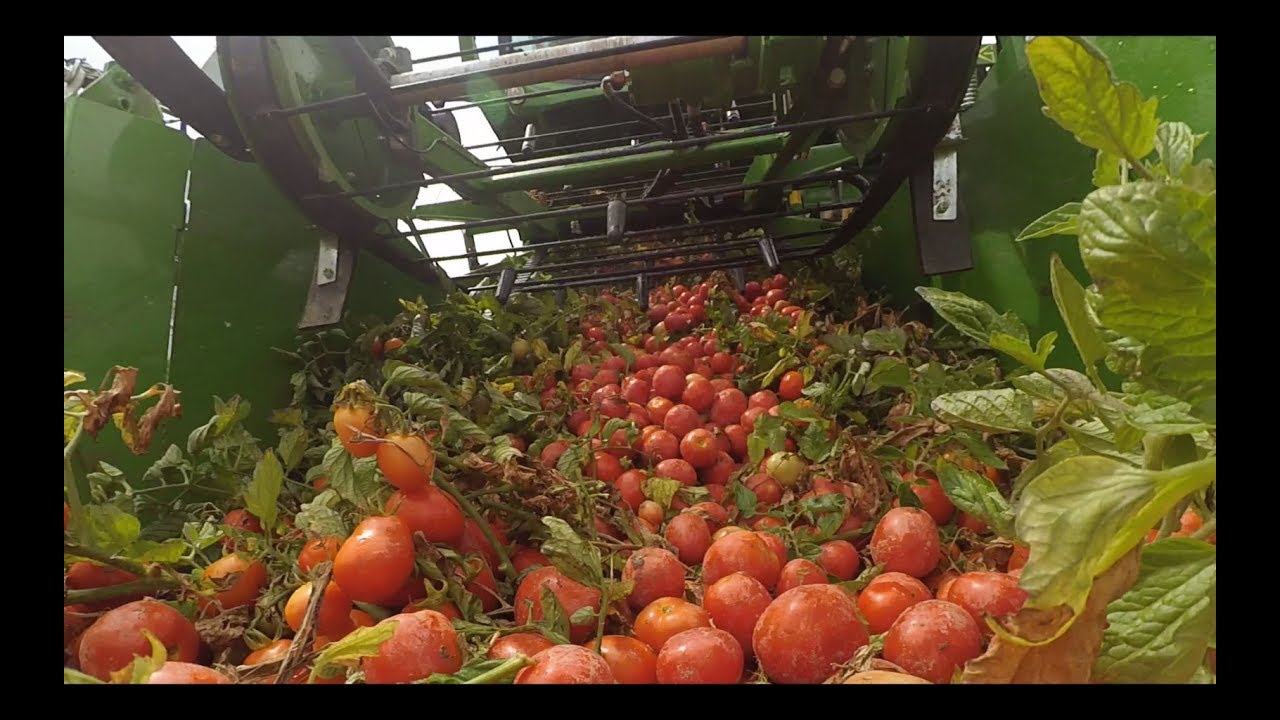 Bordeaux France machine ramasseuse tomate
