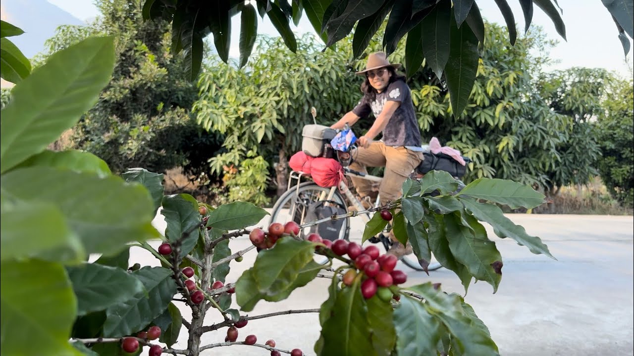[4K60P] Cycling China: Explore Chinese coffee骑行云南探索云南咖啡的深与浅，品质起来了价格也涨了