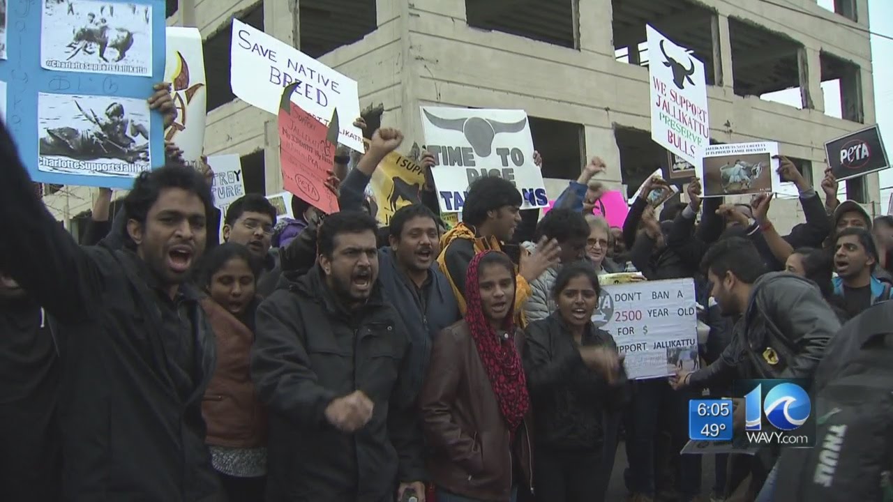 Many gather for Jallikattu protest outside PETA headquarters