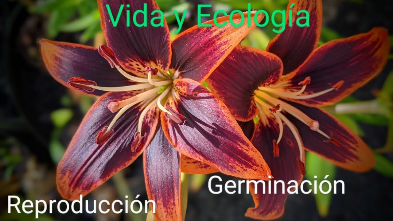 Reproducción, germinación y polenización de plantas de Lily o Lilium