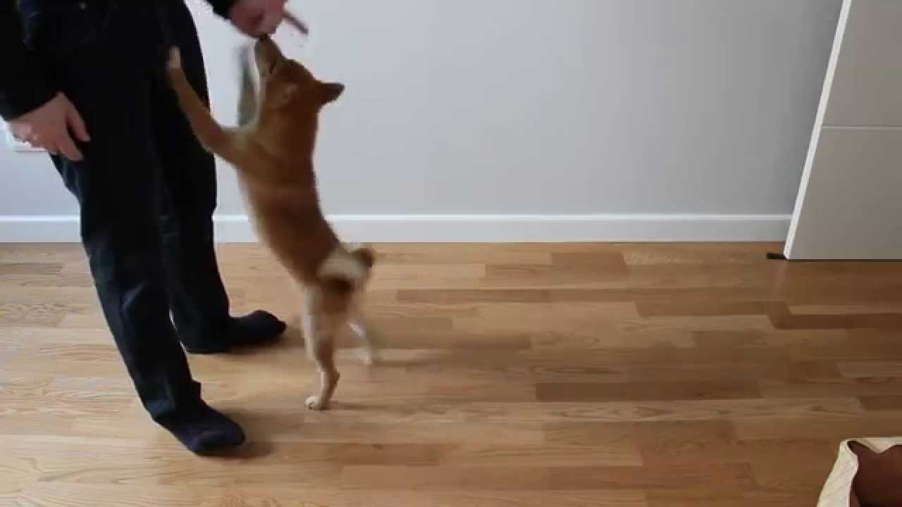 Entrenando a mi Shiba Inu de 3 meses / Training my Shiba Inu 3 months