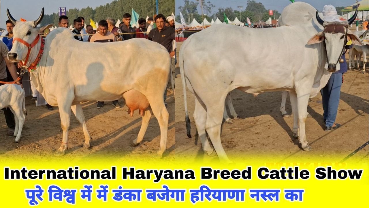 पूरे विश्व में बजेगा हरियाणा नस्ल का डंका💪 BIFA संस्था करा रही है Haryana Breed Cattle Show 🏆