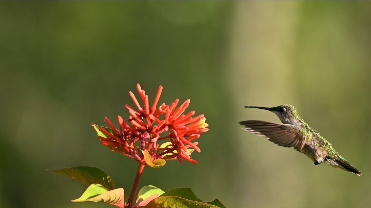 Sweetwater Wetlands Park: July & August 2022