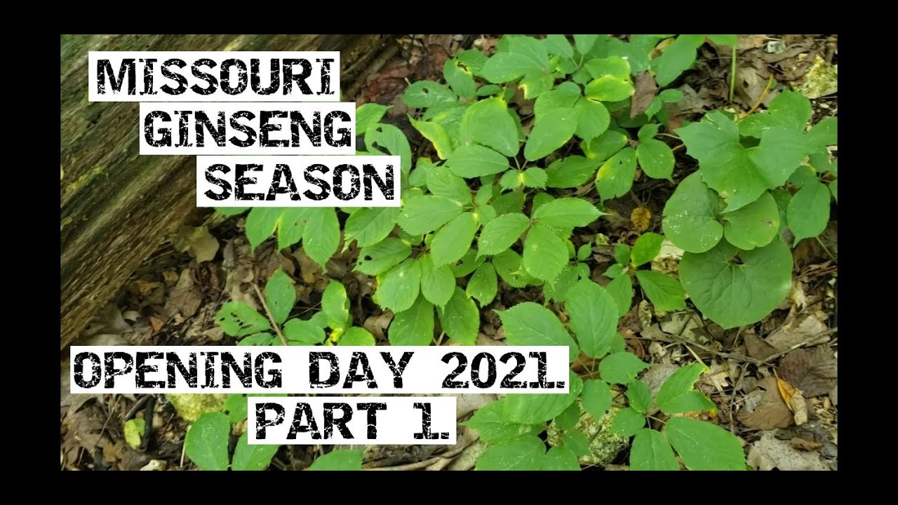 Missouri Ginseng Season Opening Day 2021 Part 1.