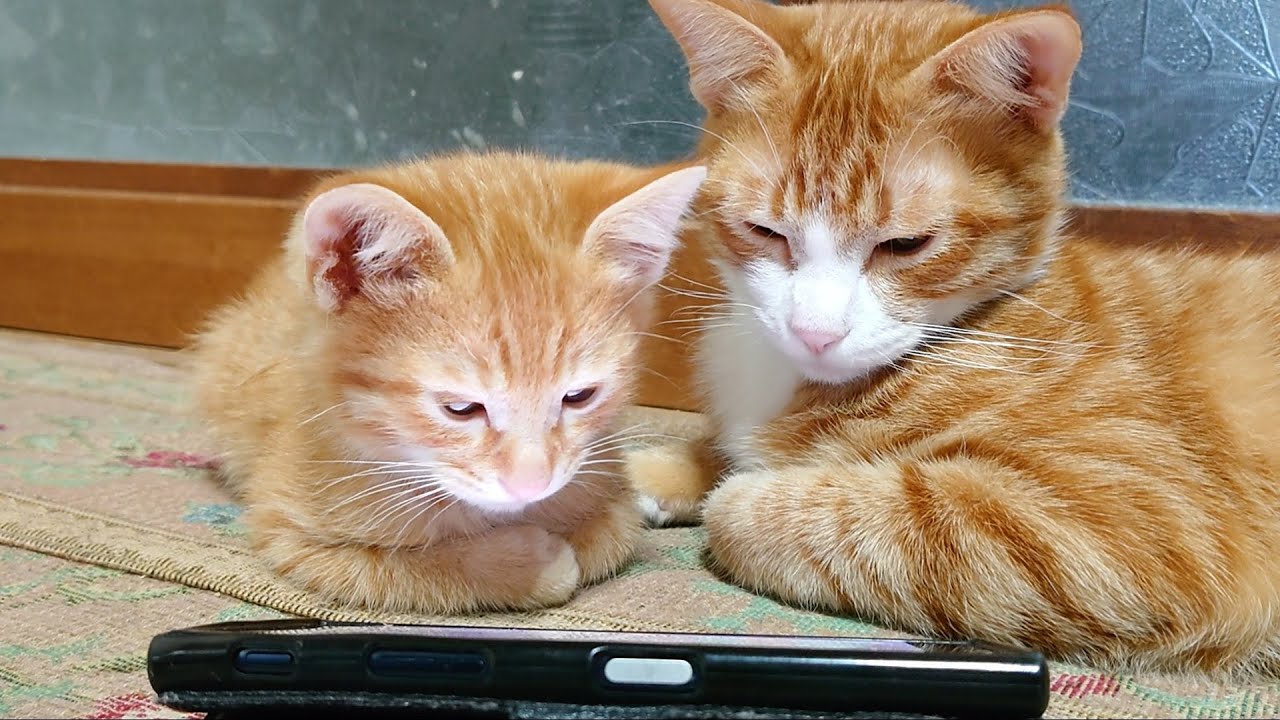 【保護猫 子猫】猫用アプリゲーム茶トラ兄弟猫に遊ばせたら可愛すぎた😸♪