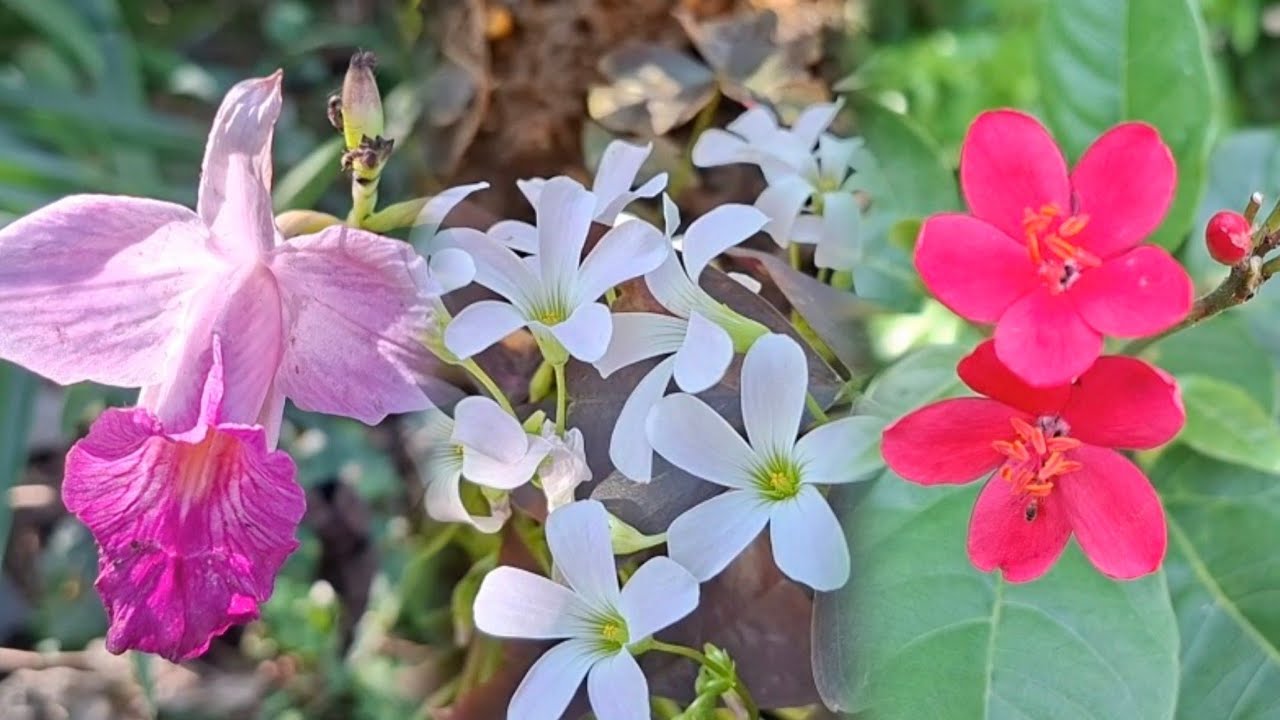 Música Para Relajarte y Dormir viendo flores hermosas del Jardín 