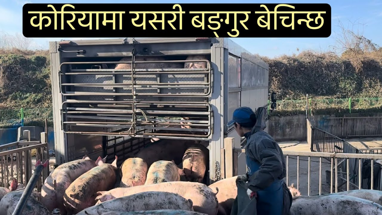 कोरियामा बङ्गुर यसरी बेचिन्छ #korea #viral #youtubesearch #aggriculture 