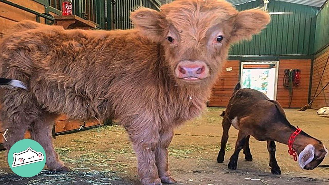 Baby Goat Finds A Forever friend With Rescue Calf | Cuddle Buddies