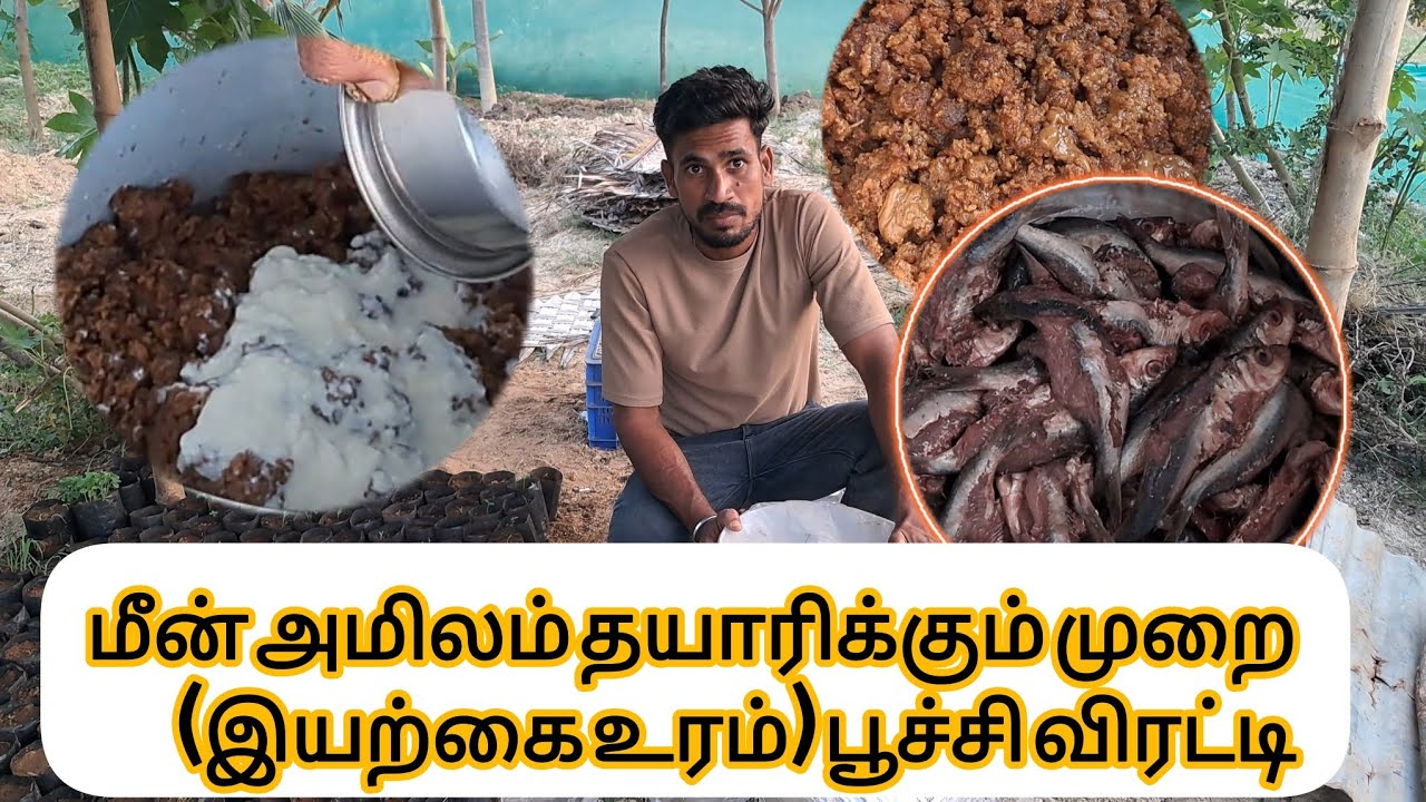 மீன் அமிலம் தயாரிக்கும் முழுமையான பதிவு (இயற்கை உரம்) பூச்சி விரட்டி (fish tonic)#tamilagriculture
