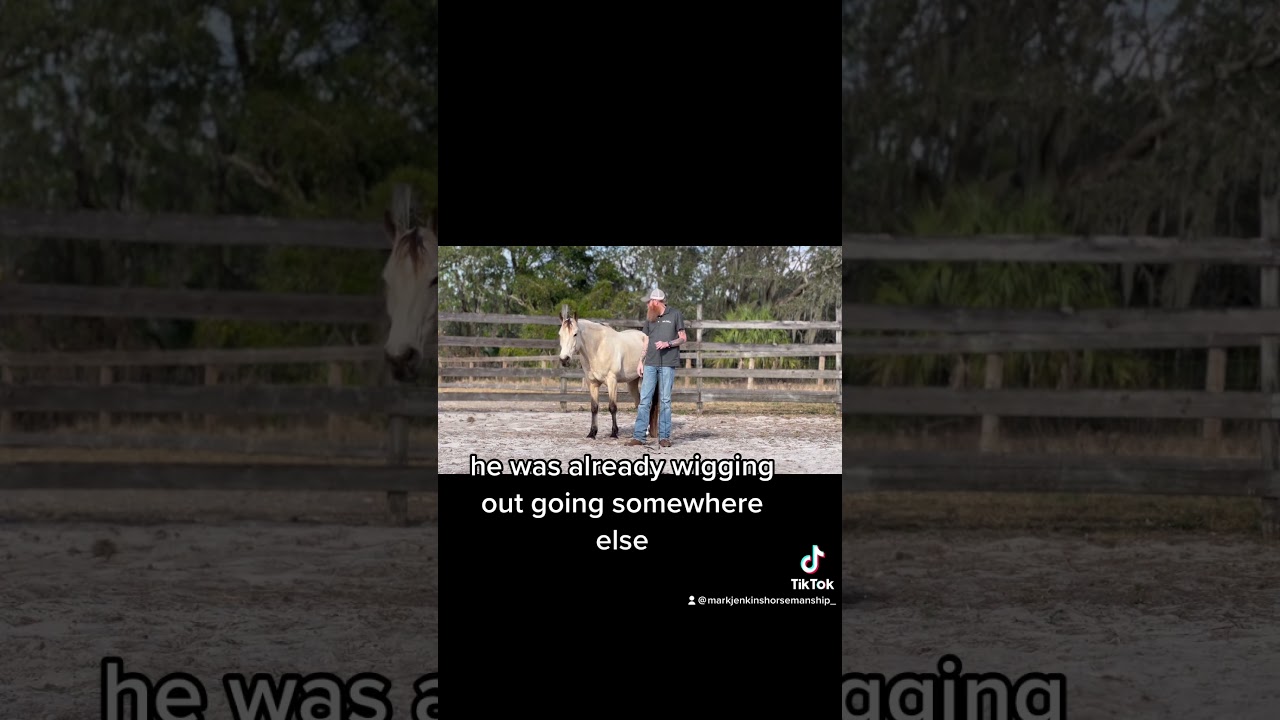 #equine