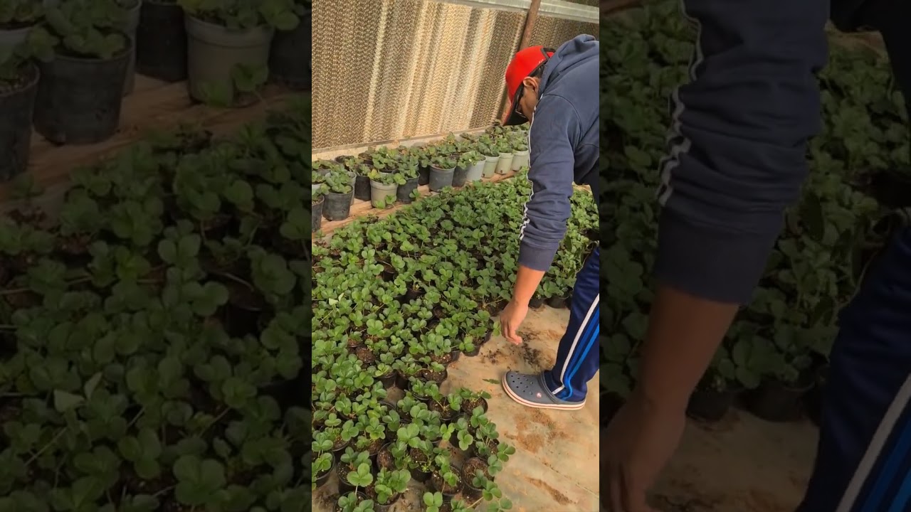STRAWBERRY FARM IN RIYADH