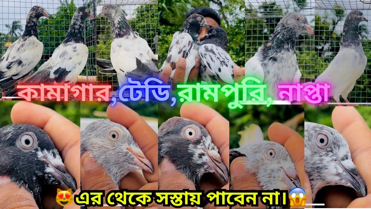 কামাগার,টেডি,রামপুরি,নাপ্তা এর থেকে সস্তায় পাবেন না😍।