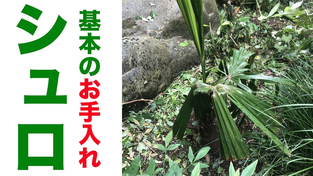 【シュロ】基本のお手入れ方法を紹介
