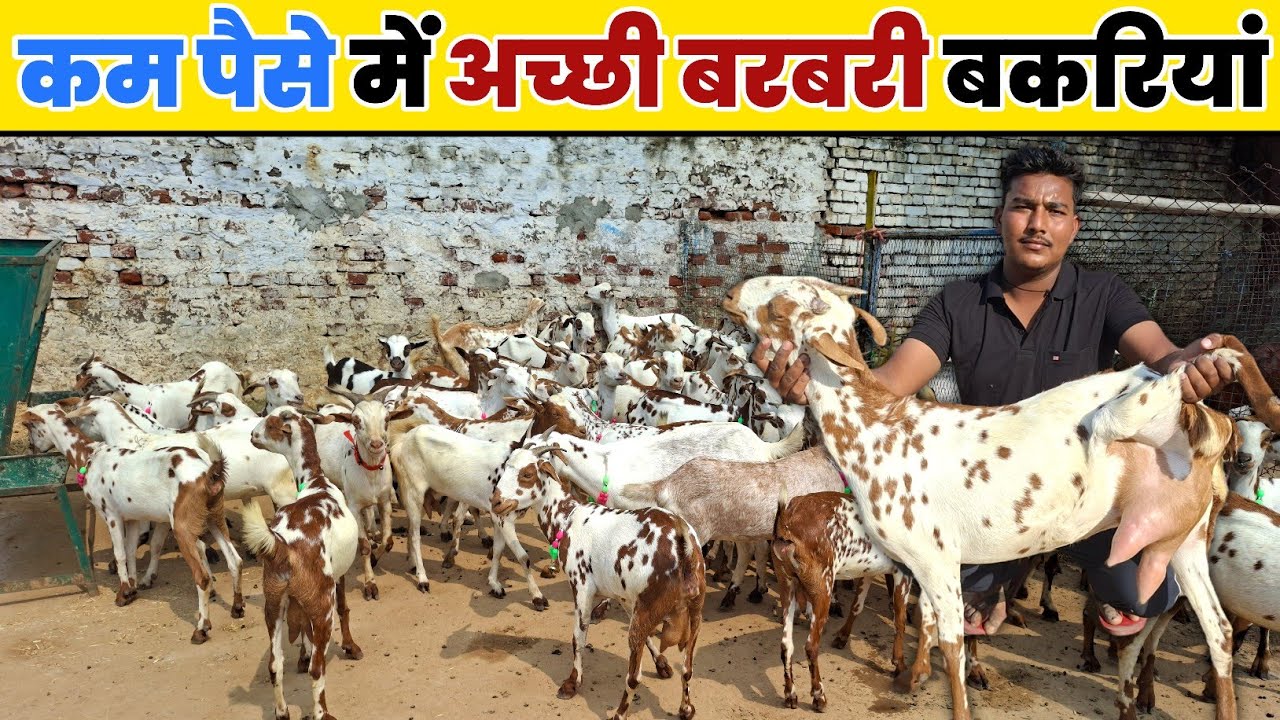 कम पैसे में अच्छी बरबरी बकरियां || Goat Selling 🐐 9761750299