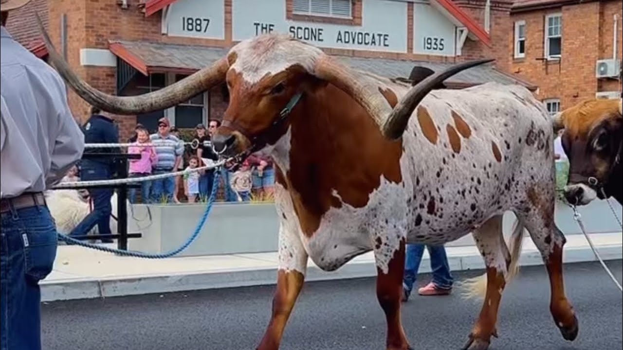 🔥Horse Festival Street Parade 2025🔥#Scone#Australia#regionalaustralia#traditional#horses#vintagecars