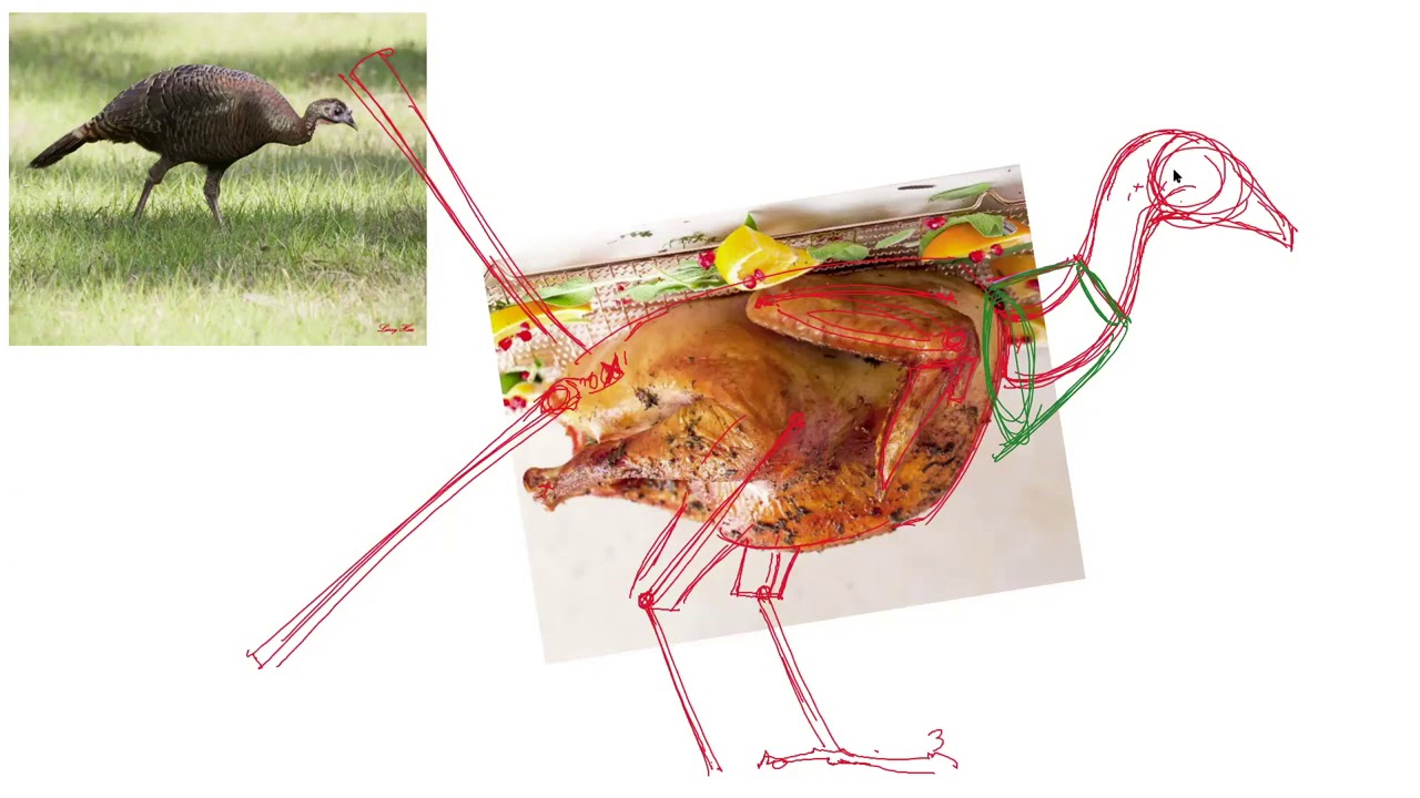 How to Draw A Turkey