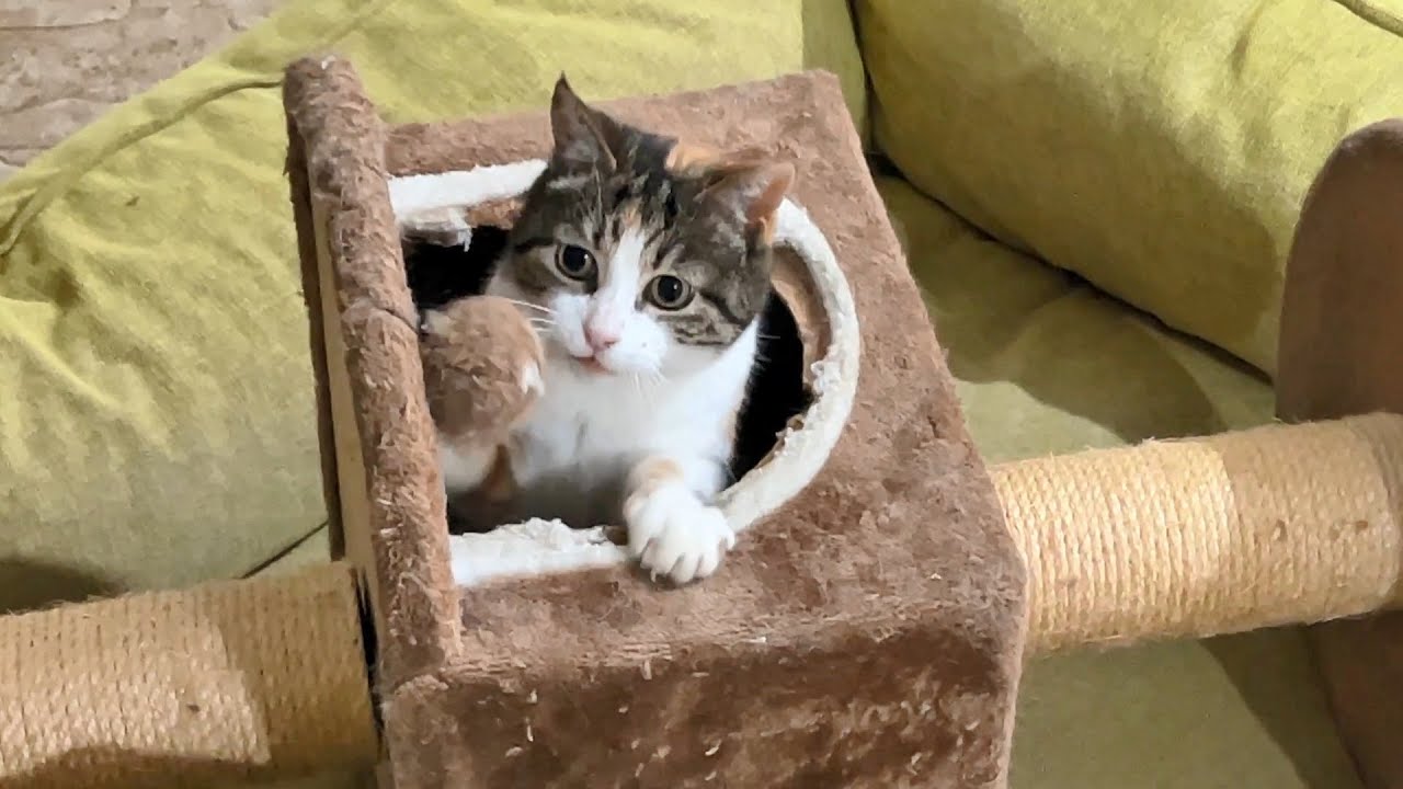 Cats Acting Like Nothing Happened After Knocking Over The Cat Tower