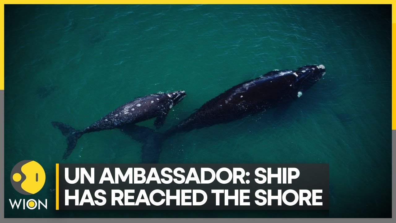 Historic marine biodiversity pact signed to preserve and reverse biome losses | Latest News | WION