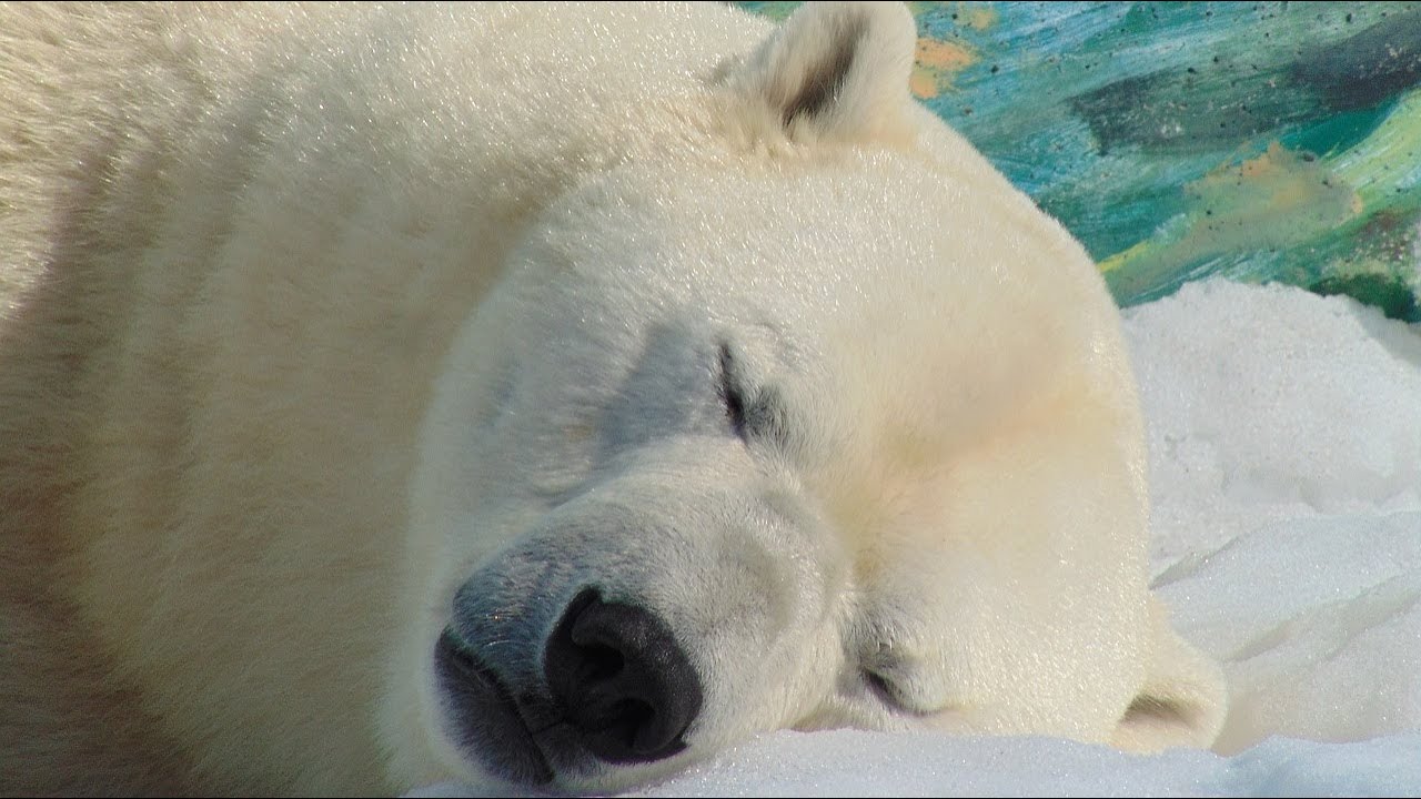 Where Do Polar Bears Live?🌊🐾