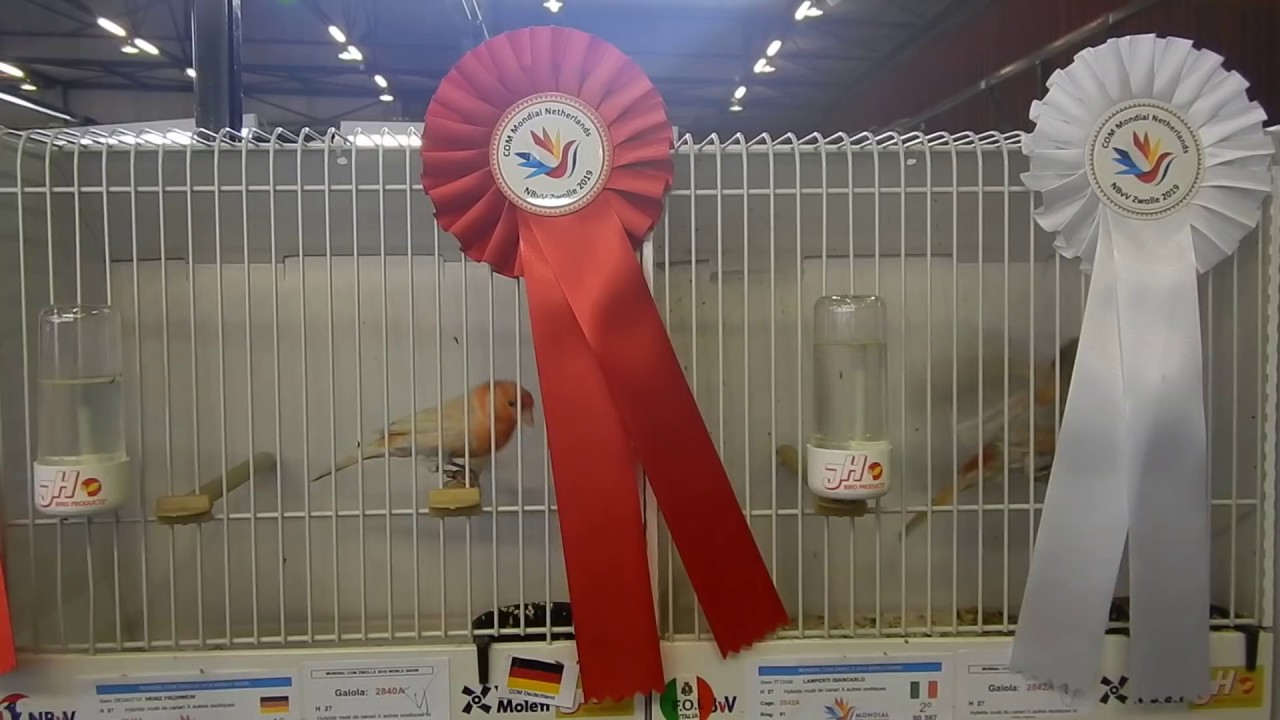 Stieglitzmischlinge auf  der Weltmeisterschaft COM Mondial 2019 in Zwolle , Nederland