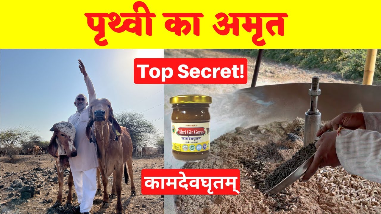 कामदेव घृत बनाने  की विधि || how to make a kamdev ghrut