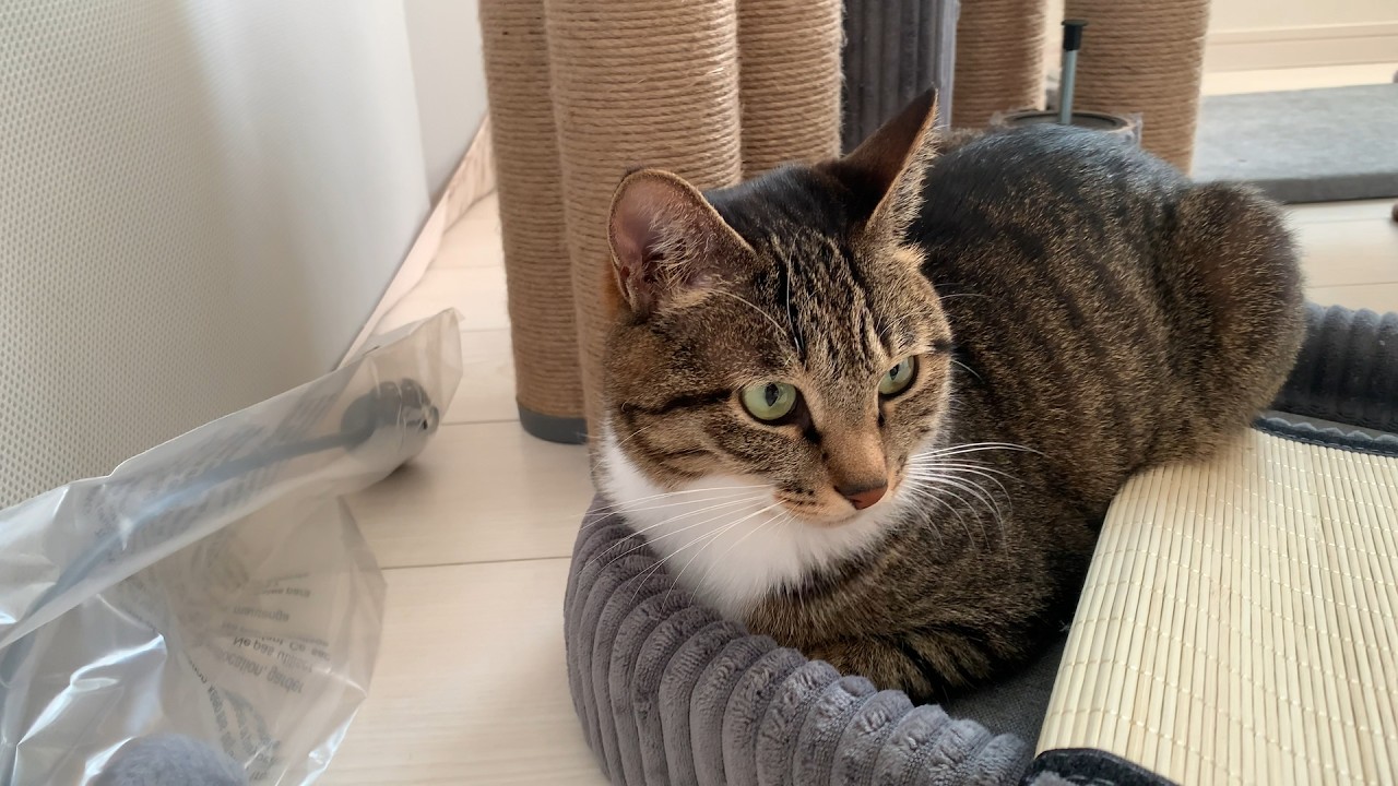 猫の日にキャットタワーをプレゼントしました#cat #キジシロ #ねこ #キジトラ兄弟 #キジトラ #キャットタワー 