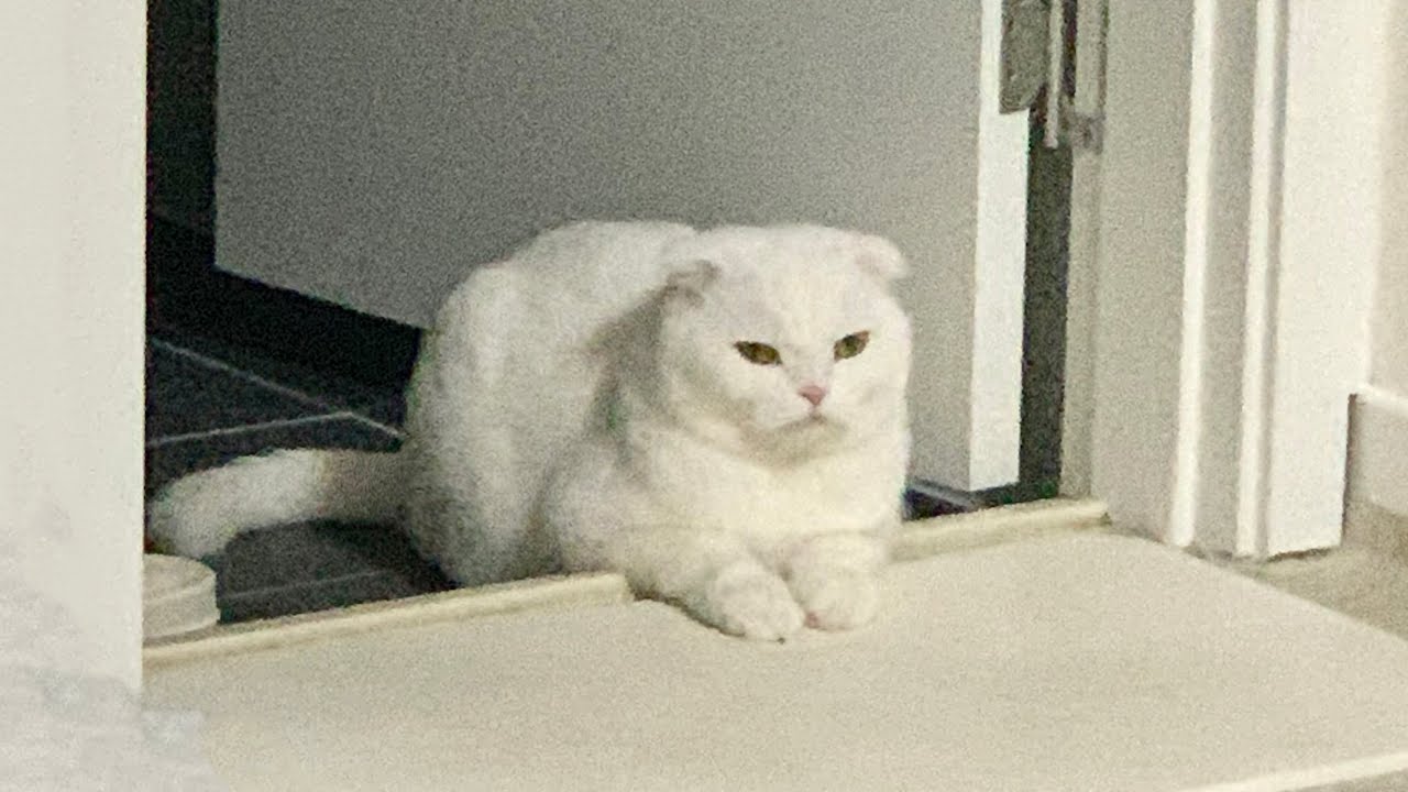 놀아줘..