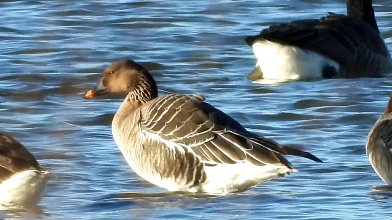 8 Tundra Bean Geese at Willington Wetlands, 03-01-2026.