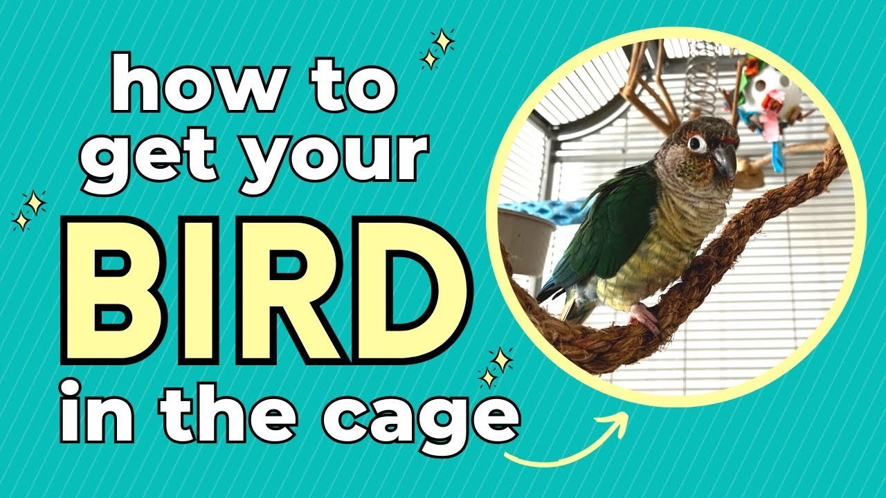 Easy ways to get a bird in their cage