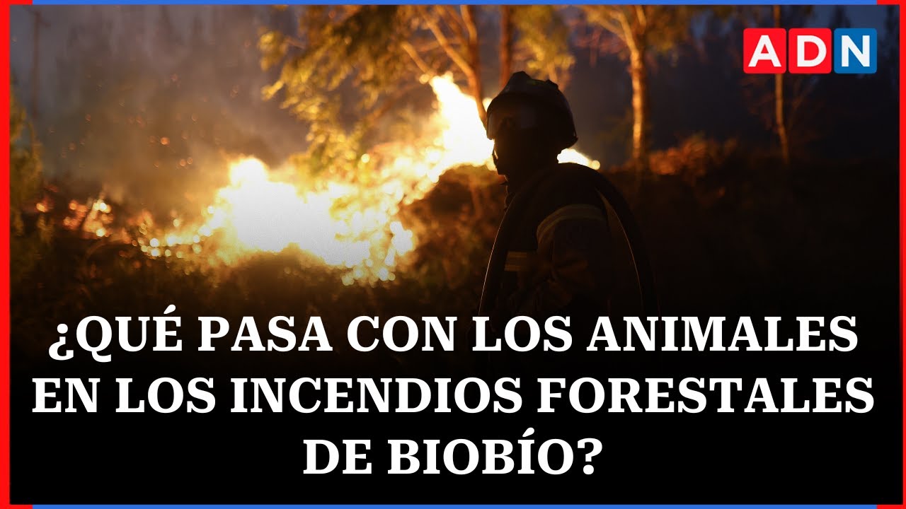 Así se están ayudando a los animales en los incendios forestales de la región del Biobío