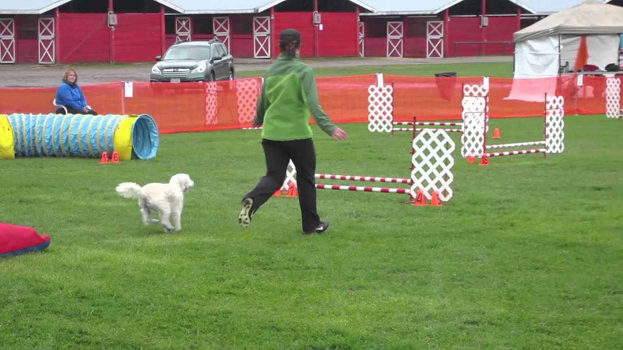 AAC Agility, Darby Masters Jumpers