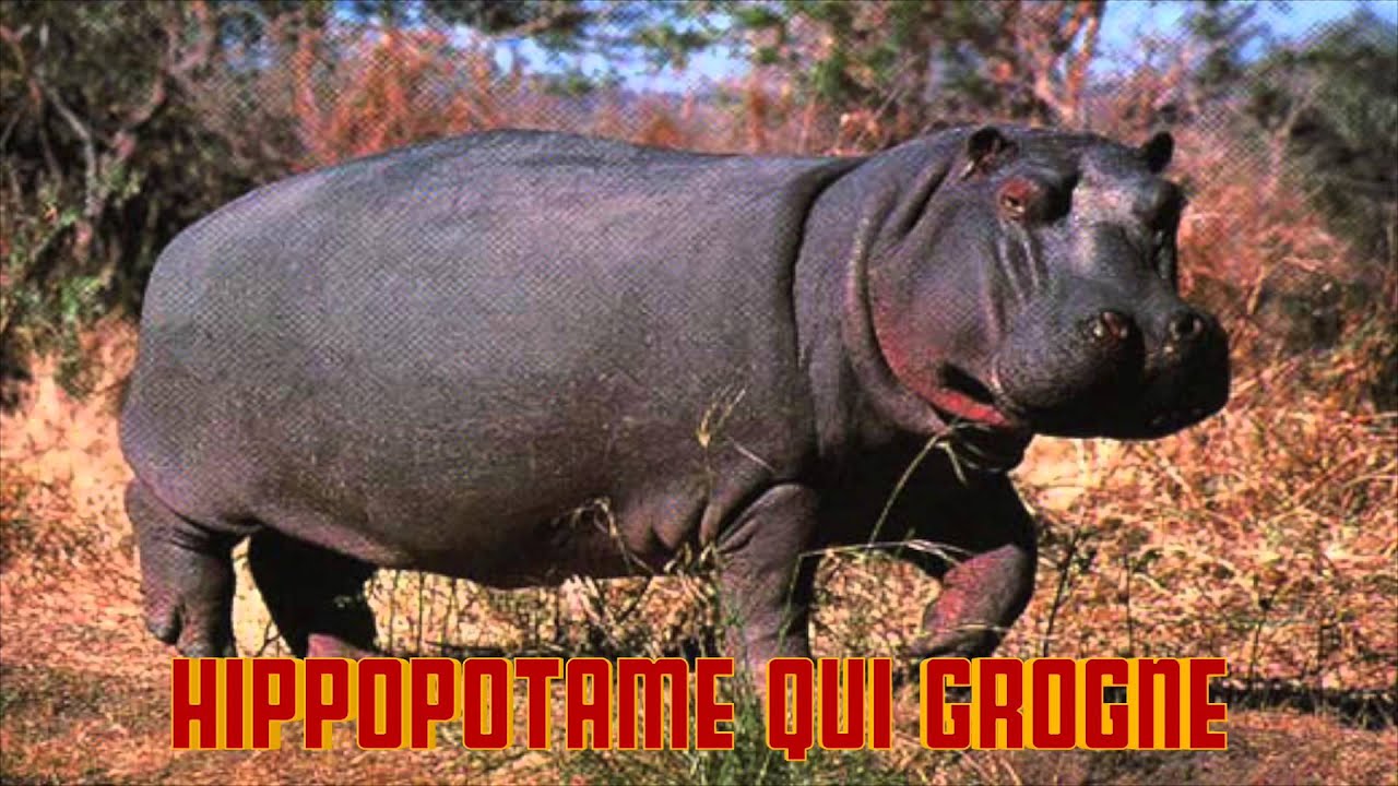 hippopotame qui grogne cri de l' HIPPO