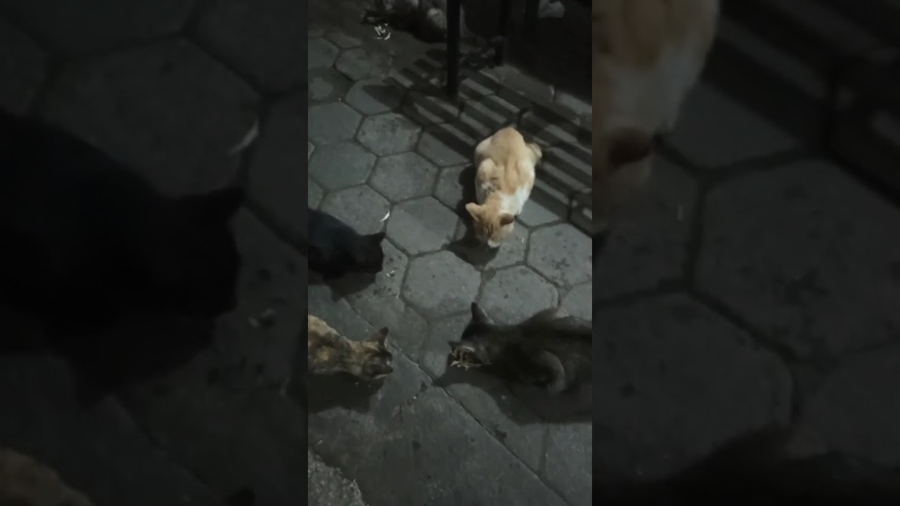 Malam malam memberi makan kucing di pinggir jalan