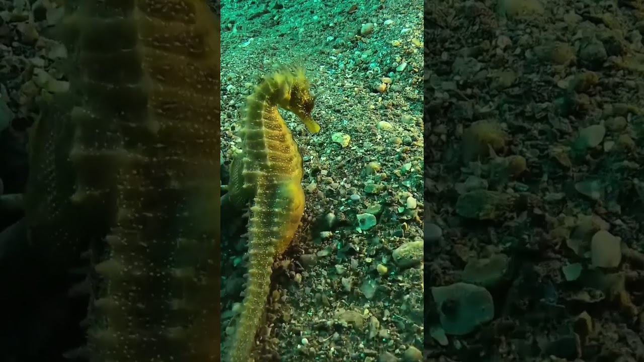 Caballito mar #Hippocampus #underwater  scubadiving #underwaterfilm #videosub  #hippocampus