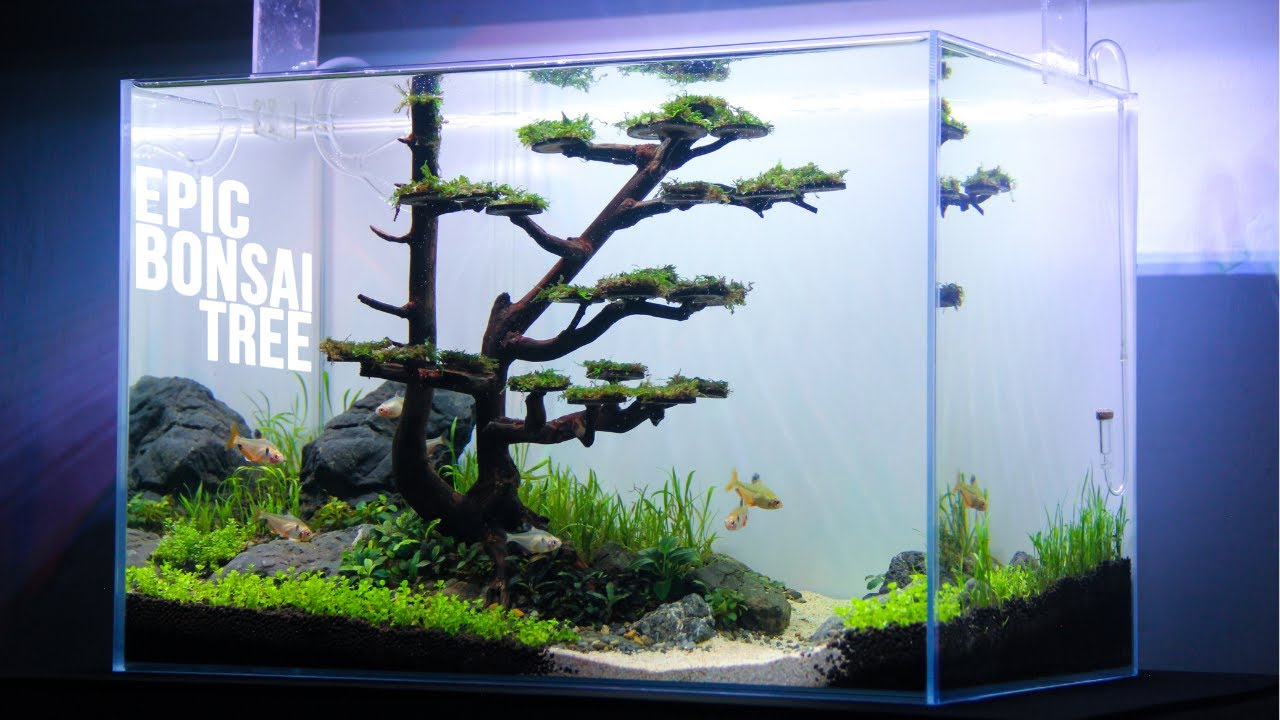 Epic Bonsai Tree Planted Aquarium | Setup Bonsai Tank